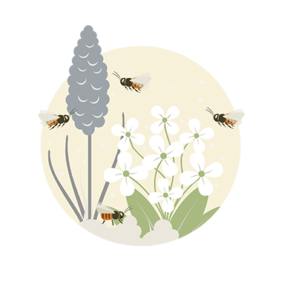 03 Wildbienen Illustration Bestäubung Blumen