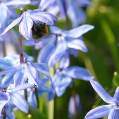 Blausterne Blumen und Stauden für Wildbienen