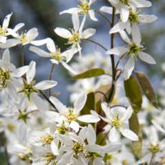 Felsenbirne Blumen und Stauden für Wildbienen Felsenbirne