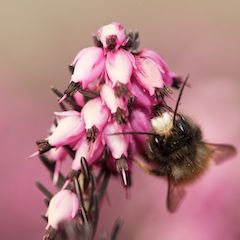 Osmia Cornuta Gehörnte Mauerbiene Osmia Cornuta Gehörnte Mauerbiene auf Blüte