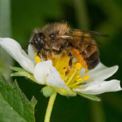 potraid-osmia-bicornis potraid-osmia-bicornis