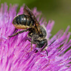Osmia Leaiana Wildbiene auf Blume