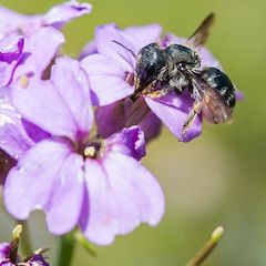 Schötterich Mauerbiene Wildbiene Schötterich Mauerbiene auf Blüte