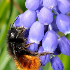 Traubenhyazinthen Blumen und Stauden für Wildbienen Traubenhyazinthen