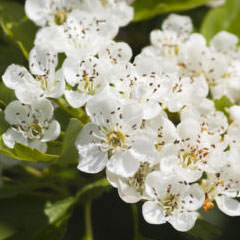 Weissdorn Blumen und Stauden für Wildbienen Weissdorn