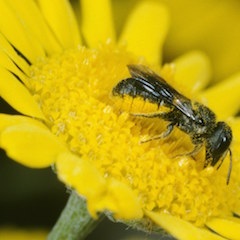 Heriades truncorum (=Osmia truncorum) Weibchen an Anthemis tinctoria