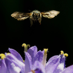 glockenblumen_scherenbiene Glockenblumen Scherenbiene Wildbiene im Anflug auf Blume