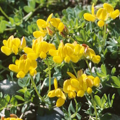 Lotus corniculatus Lotus corniculatus Hornklee