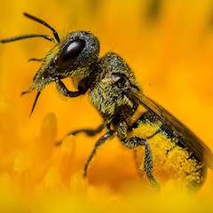 Löcherbiene Wildbiene Löcherbiene