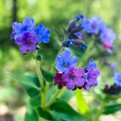 Lungenkraut Blue flower spring in the daytime close up