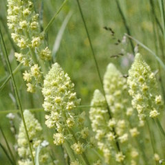Reseda lutea Reseda lutea in Halbtrockenrasen