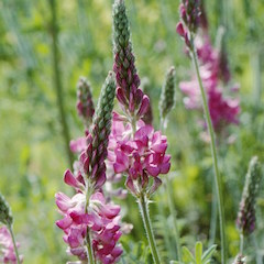 Saat Esparsette Onobrychis viciifolia